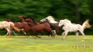 Cre Run Farm - Creating Runners - Mare Beauty!
