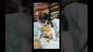 Funny animal videos I found on Reddit 50 #shorts