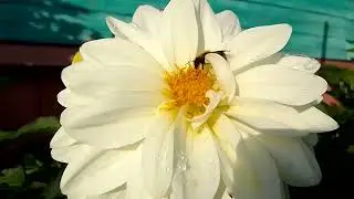 Шмель городской (лат. Bombus hypnorum) пьёт нектар цветка
