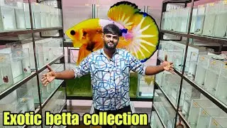 Exotic betta shop in bangalore | Srini Bettas | தமிழ்