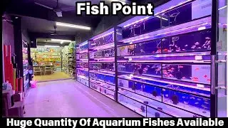 Fish Point Aquarium Shop High Quality Aquarium Fishes At Sarojini Nagar Delhi #hmhobbyist #aquarium
