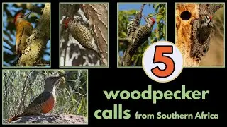 5 WOODPECKER CALLS from Southern Africa
