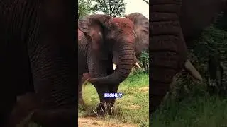 African Elephants  The Gentle Giants with Complex Social Structures! #science