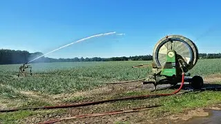 Irrigating Onions | Bauer Rainstar E51 | 2022