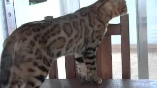 Gato Bengal cat Mini Leopard Original IPC Filhotes a Venda Criador Ecologicamente Correto