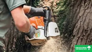 Tree Cutting Services in Narre Warren, Melbourne