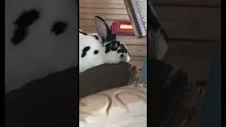 Bunny chinning 🐰#shorts #fyp #funny #rabbits #cute #love #viral