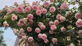 June 5, 2025, right rosary.