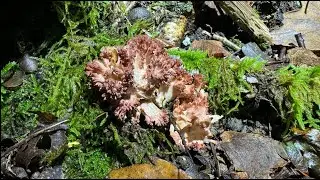 Ramaria botrytis, October 13, 2024