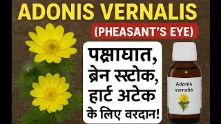 adonis vernalis:-पक्षाघात,ब्रेन स्ट्रोक,हार्ट अटैक