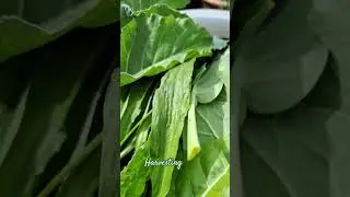 #veggis harvesting  #kales  #spinat #wild garlic  #comfrey #very healthy #majuniorscooking