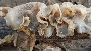 Wood Ear Mushroom || Cloud Ear Mushroom.