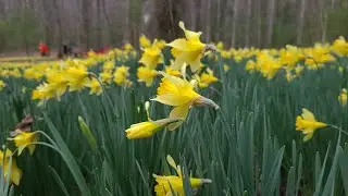 Daffodil Flats | Overnight Backpacking Trip