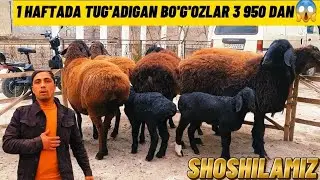 AKBARJON AKAGA 3 950 DAN 1HAFTADA TUG'ADIGAN YAQIN BO'G'OZLAR KELDI 
