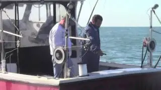 Sea to Table: How to Find Sustainable Seafood and Eat Better Fish