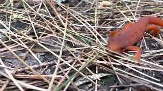 Eastern Newt (Notophthalmus viridescens) in White Memorial Park [Part 2] - Connecticut Wildlife