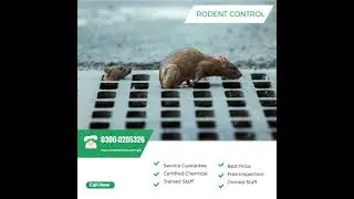 Pest Control Services