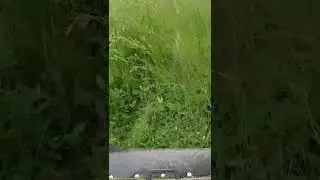 K&ouml;rning med slaghack