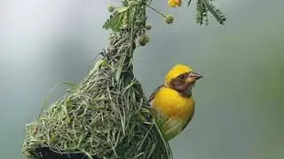 DJ SNAKE BIRD MACHINE RINGTONE WHATSAPP STATUS &laquo;b r creation 143&laquo;BGM RINGTONE &laquo;