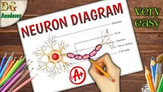 draw a neuron || draw a neuron diagram || draw a neuron cell