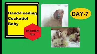 Hand Feeding Cockatiel Baby ( Day 7) with Important Tips | Hand feeding series