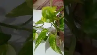 how to grow money plant in jar