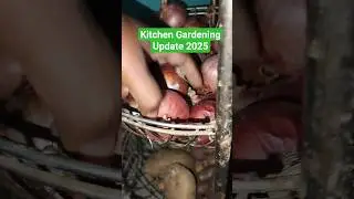 Kitchen Gardening Update 2025