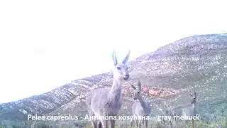 Pelea capreolus - Антилопа козулина - gray rhebuck