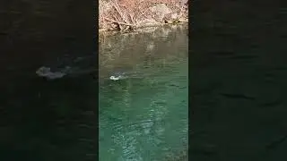 #fish #fishing #fishingtips #fishinglife #fishingvideo #fishingtrip #fishingvideos #outdoors #trout