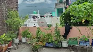 Monkeys Attack on my Terrace Gardn #monkey vsDog #subscribemychannel #10 month old female Rotwiller 
