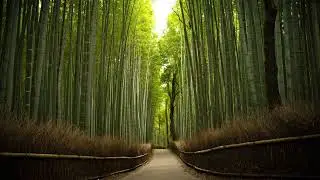 《夫妻本是同林鸟》｜动态歌词｜好听的歌曲｜日子总会慢慢的才越过越好｜刘振宇