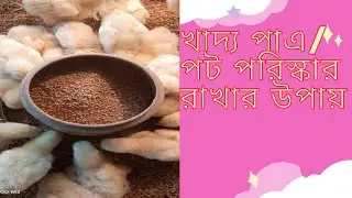 How to keep food pot / feet clean 🐔🐔