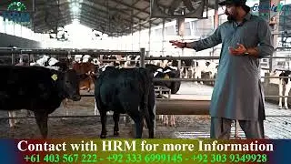 From Pakistan to the World: HRM&rsquo;s Work on Top International Beef
