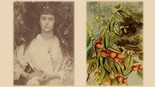 Fair Persimmon - Brand New Traditional Folk Ballad