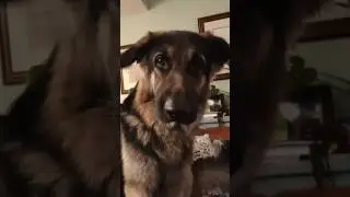 Live Stream Highlight!  Thanks for joining the fireside chat! #livestream #dog #fire #shorts