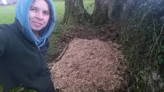 Inoculating woodchips with wine cap mycelium, planting elephant garlic, cobnuts & potatoes