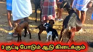 வேப்பூர் ஆட்டு சந்தை|veppur goat market