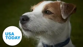 Clever dog expertly maneuvers backyard obstacle course | USA TODAY