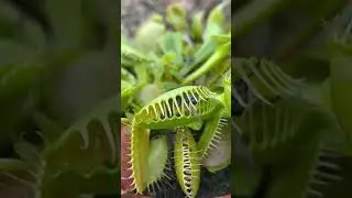 Venus Flytrap || Heterotrophic plants|| #shorts #reels #biology #neet #12th