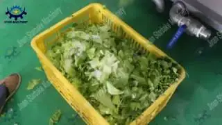salad processing fresh cut vegetables production line