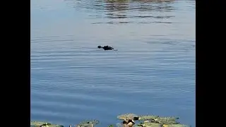 Day six of 365 videos - Alligator and a hissing cat!