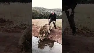 How To Make A Lion Fear 😨😨😨😨💪💪🥶🥶🥶💥 #courage #lion king #shorts