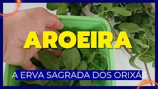 AROEIRA A ERVA DO MOVIMENTO E EQUILÍBRIO
