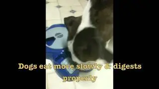 Aikiou Bowl from Posh Puppy Boutique