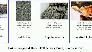List of Fungus of Order Peltigerales Family Pannariaceae. lichen matted lead felt bowl shingle