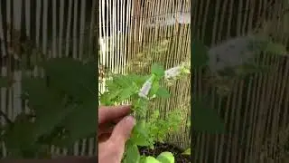Mint Plant Flowering 🍀