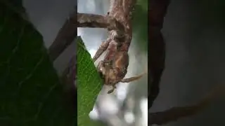🦎🌿Blue Metallic Stick Insect - Close Up! 🦎🌿