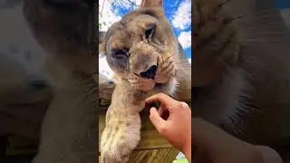 Big cats purring - serval cat, jaguar