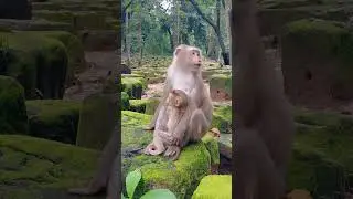 Cute Baby Animals With Mom Great Care Well #funny #funnyvideo #monkey #shorts #foryou