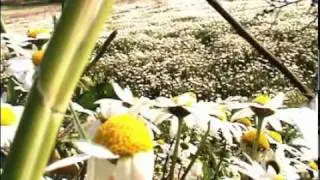 La Scelta - Luna Serena
